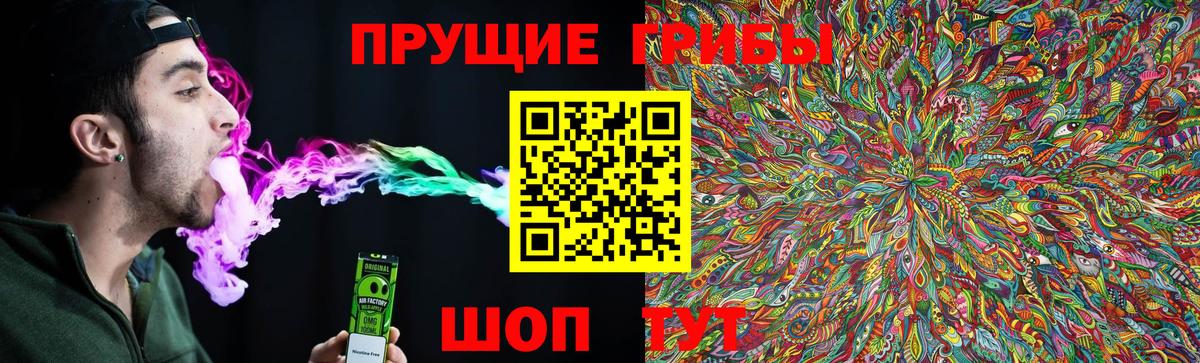 Галлюциногенные грибы Psilocybe Великие Луки